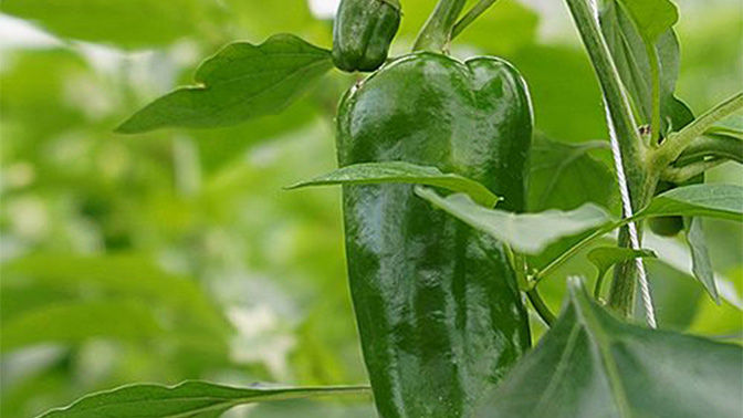 なぜ、農業IoTのデータ活用は上手くいかなかったのか？ | 鹿児島県南大隅町e-kakashi導入事例