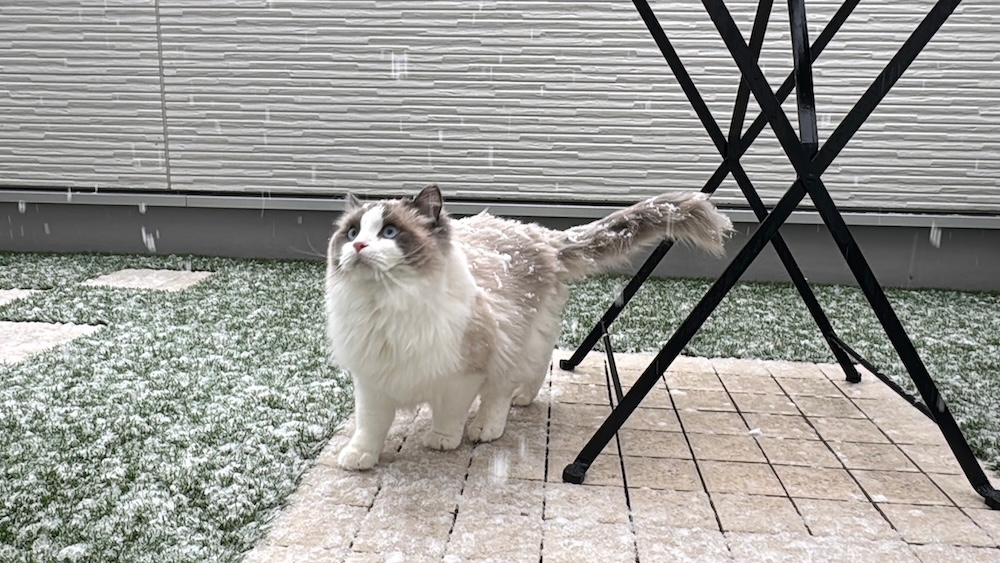 動作確認用画像