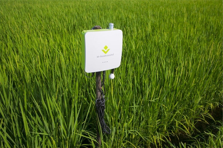 農業IoTソリューション「e-kakashi」とは？