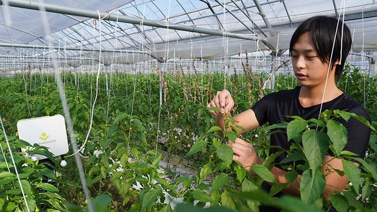 ビニールハウスでピーマンの手入れをする松元真也さん