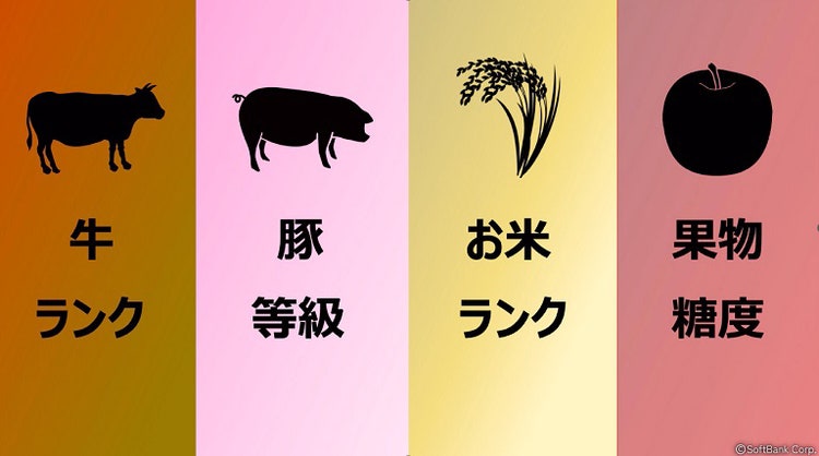 魚の品質規格標準化プロジェクト