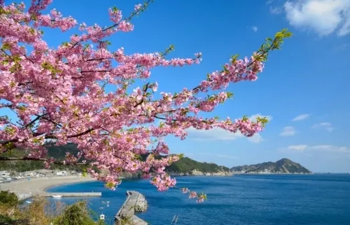 四浦東地区の河津桜