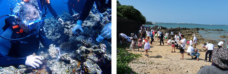 サンゴの苗の植え付け／ビーチの清掃活動