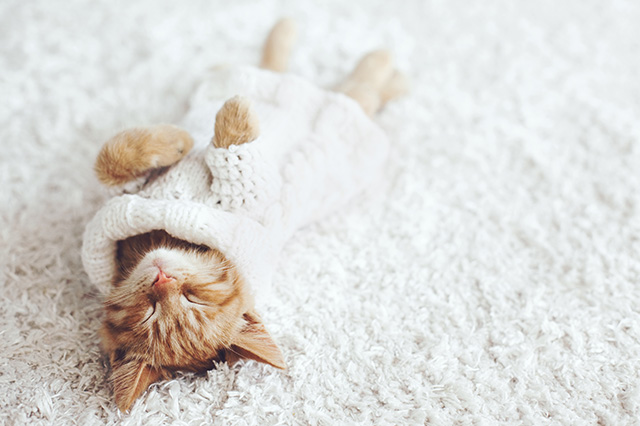 ホットカーペットの種類と電気代の目安