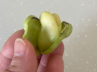 ホットプレートで作る新玉ねぎとそら豆の和風春パスタのつくり方 その7