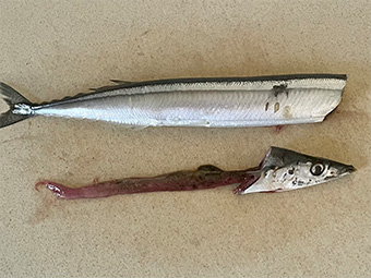 さんまの生姜煮 つくり方1